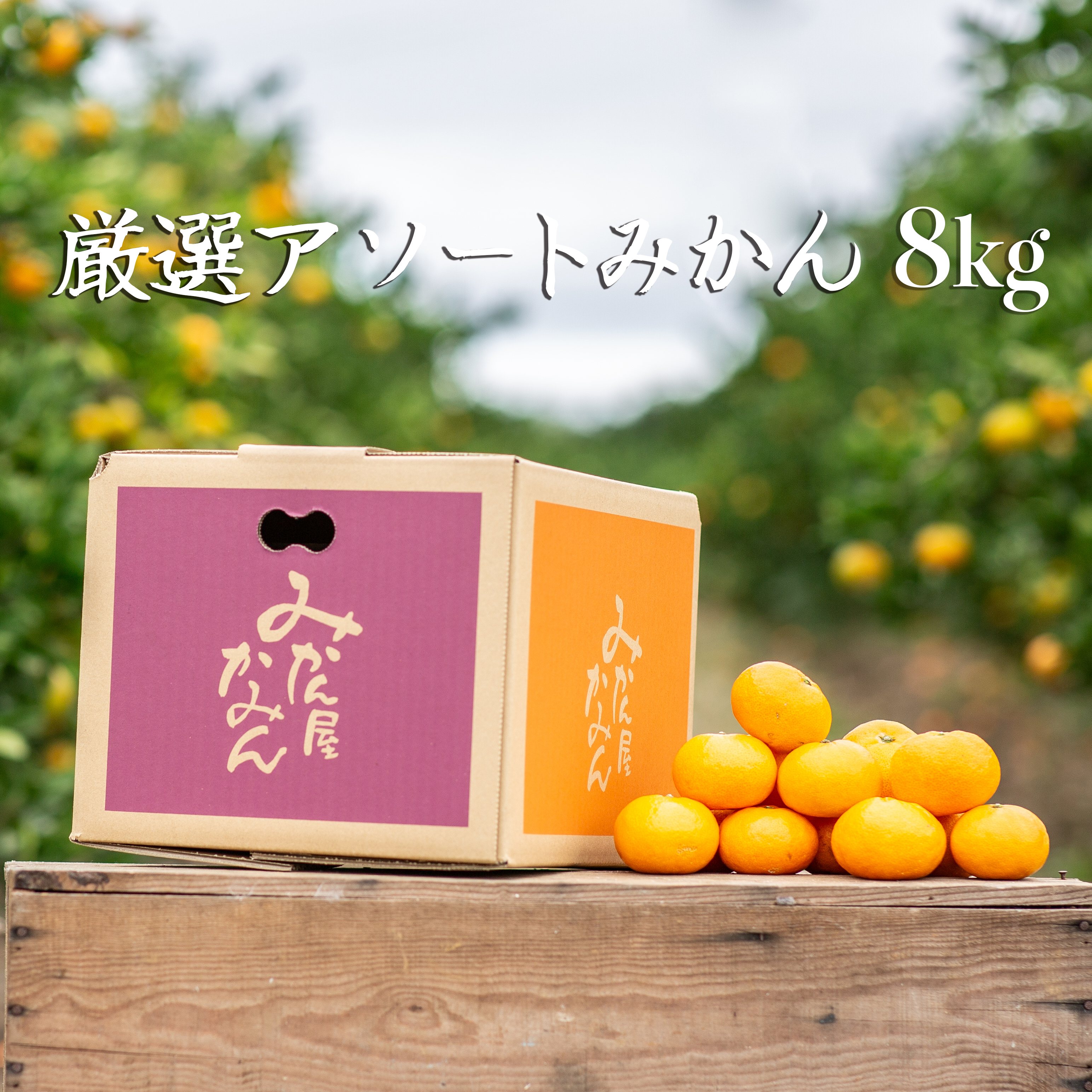 厳選アソートみかん　8kg